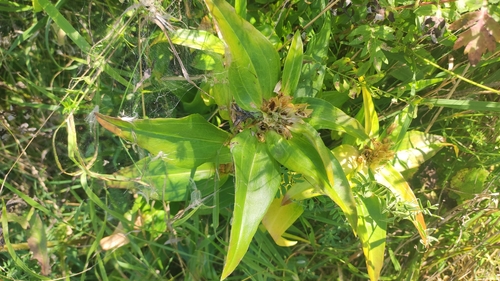 Cross Gentian