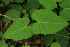 Cynanchum rostellatum