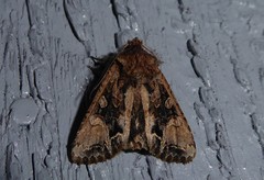 Ichneutica skelloni