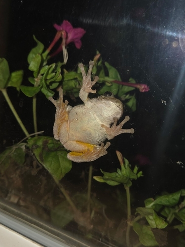 Gray Treefrog Species Complex