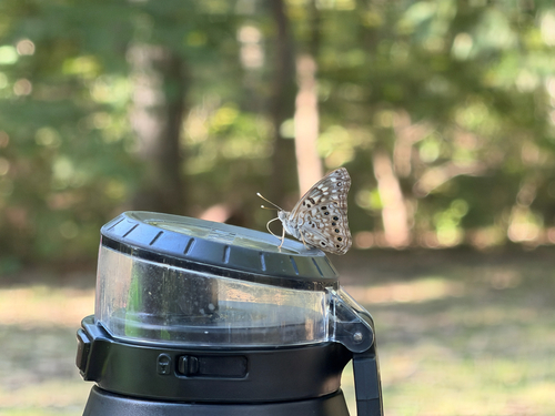 Hackberry Emperor