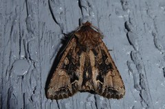 Ichneutica skelloni