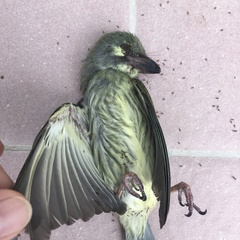 Psilopogon haemacephalus