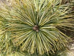 Pinus armandi mastersiana