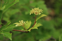 Viburnum sargentii
