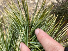 Pinus armandi mastersiana
