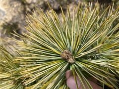 Pinus armandi mastersiana