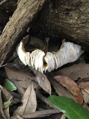 Lactifluus wirrabara