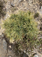 Pinus armandi mastersiana
