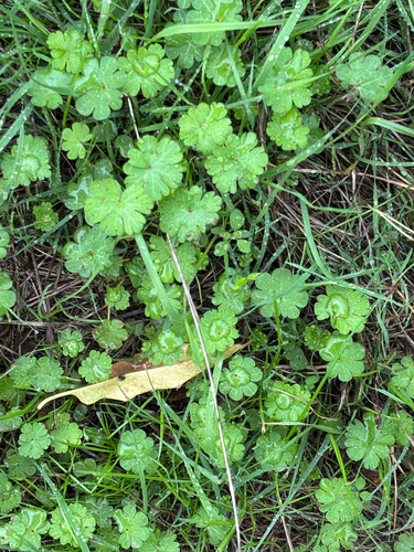 Geranium molle, photograph 6