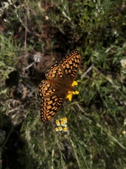 Speyeria callippe comstocki