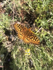 Speyeria callippe comstocki