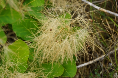 Smokebush