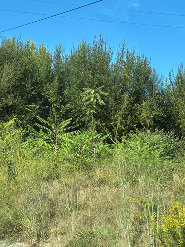 tree-of-heaven