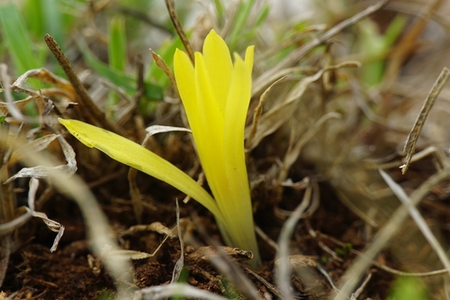 Turkish starflower
