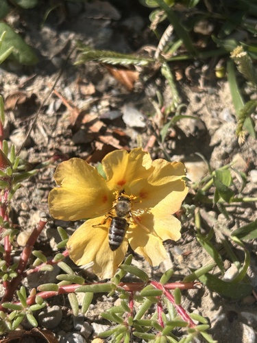 Western Honey Bee