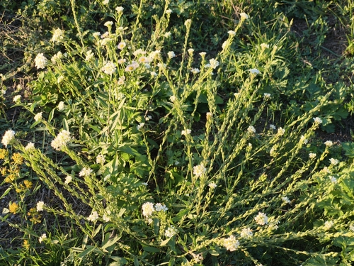 hoary alyssum
