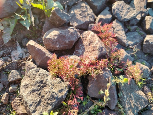 Chenopodium acuminatum observed 2026-09-11