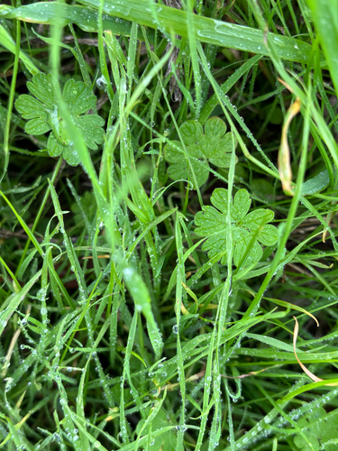 Geranium molle, photograph 5