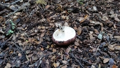 Russula rimulosa