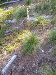 author not stated, no rights reserved Xerophyllum tenax, photograph author not stated, no rights reserved