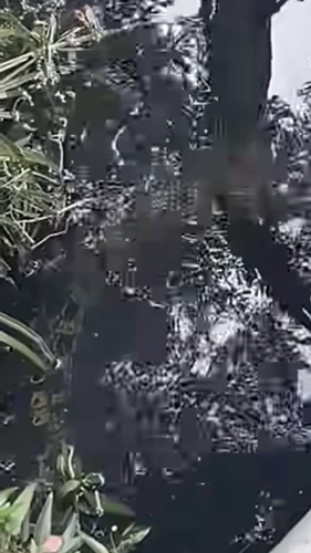 Saltwater Crocodile
