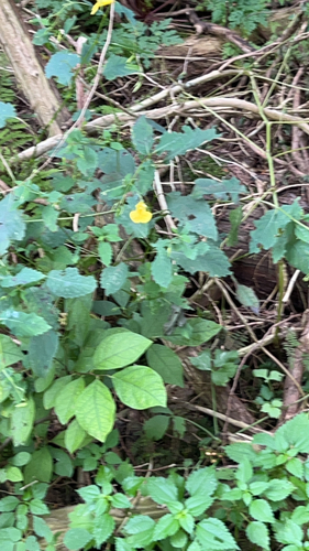 pale jewelweed