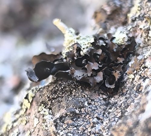 Petalled Rocktripe Lichen