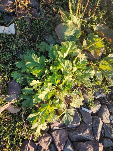 common mugwort