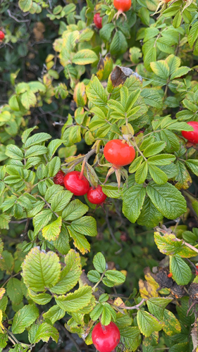 rugosa rose