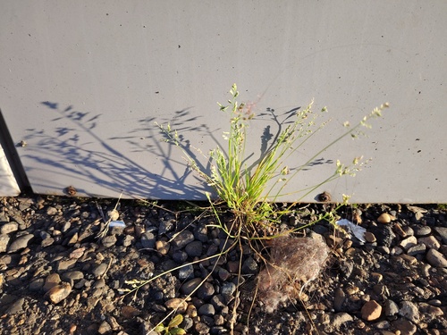 Annual Meadow-grass