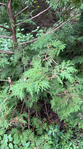 northern whitecedar