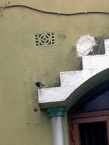 Oriental Magpie-Robin