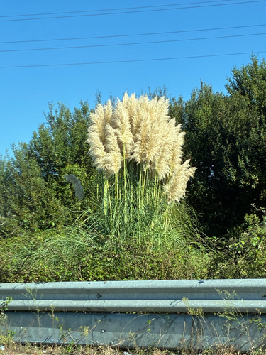 Pampas Grass