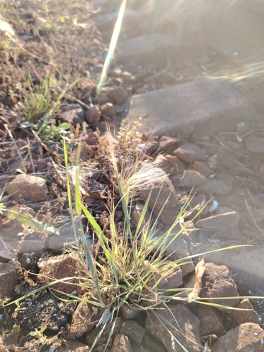 Foxtail Barley