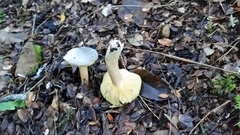 Russula tricholomopsis