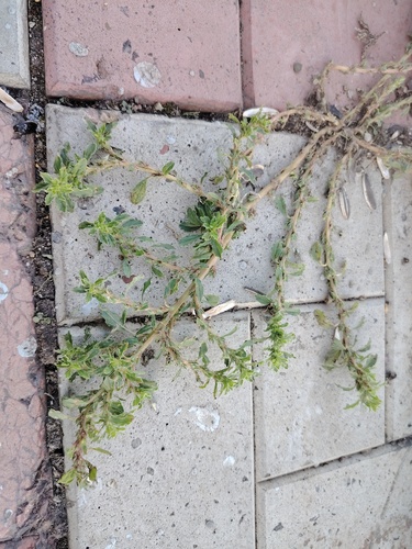 prostrate pigweed