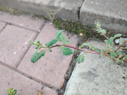 oak-leaved goosefoot