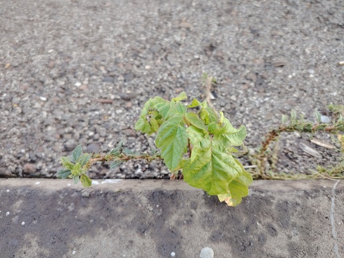 box elder
