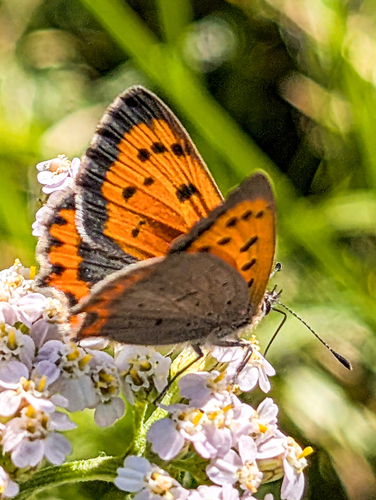 Small Copper