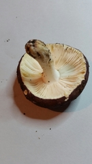 Russula rimulosa