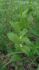 Polygonatum humile