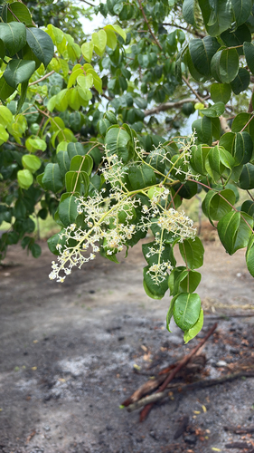 Brazil plum