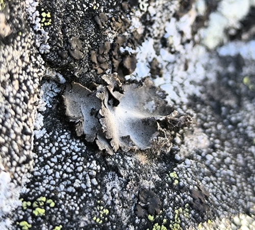 Granulating Rocktripe Lichen