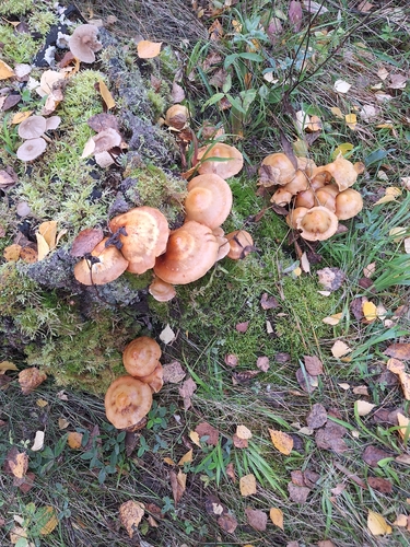 Sheathed Woodtuft
