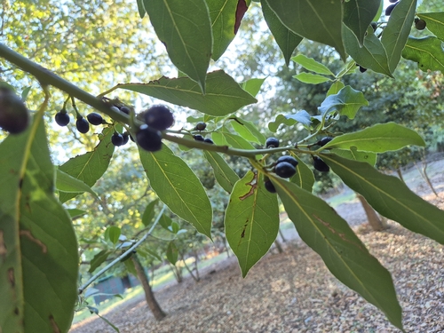 Bay laurel