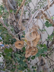 Medicago arborea