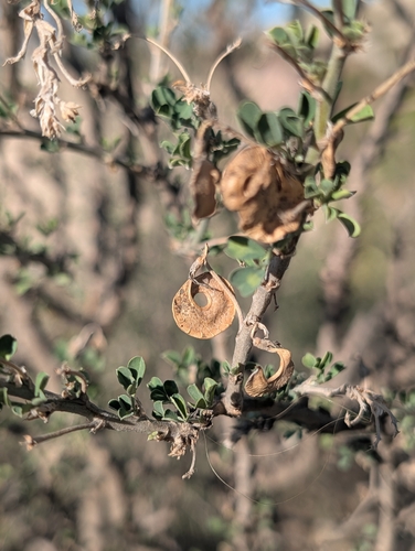 Medicago arborea, photograph 2