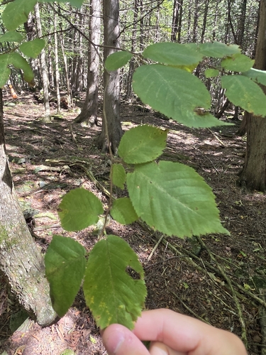 American hophornbeam
