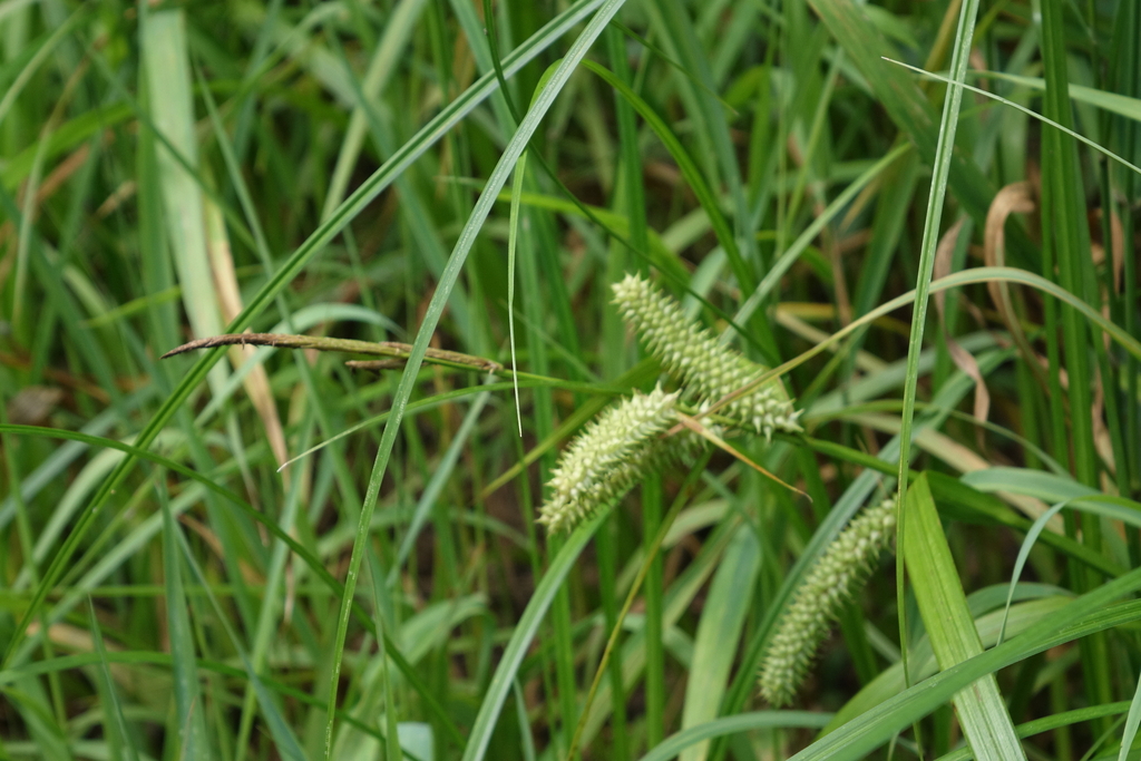 Carex utriculata; photograph (c) Oleg Kosterin, some rights reserved (CC BY)